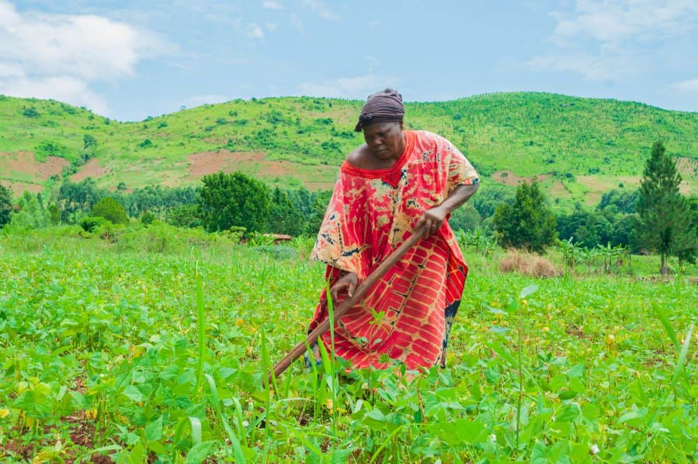 Smallholder farming in the face of climate change - Giving Hope Foundation